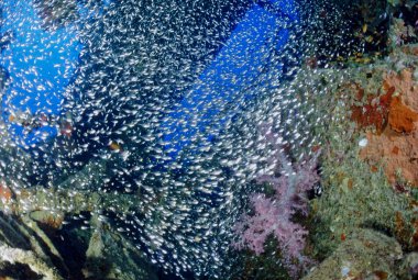 Egypt, Red Sea, U.W. photo, tropical glass fish school inside a wreck