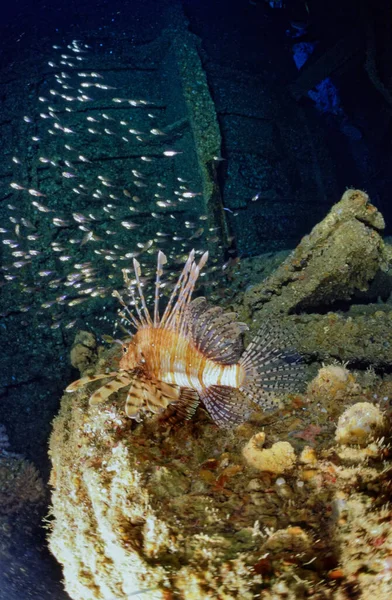 EGYPT, Red Sea, a Scorpion fish inside the wreck of a sunken ship