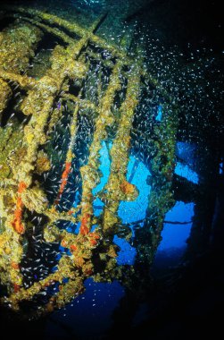 EGYPT, Red Sea, a school of glass fish in the wreck of a sunken ship 