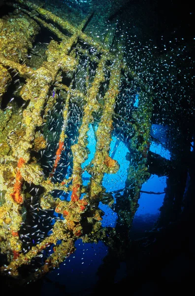 EGYPT, Red Sea, a school of glass fish in the wreck of a sunken ship 