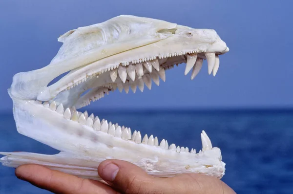 SUDAN, Red Sea, great barracuda skull and teeth