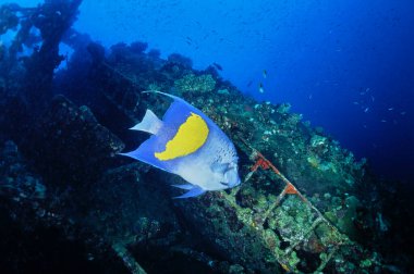 EGYPT, Kızıl Deniz, batık bir geminin enkazı ve tropik bir melek balığı.