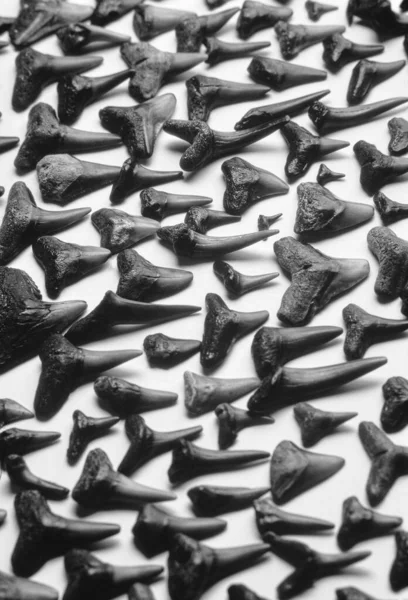 Italy, fossil shark teeth on a white table - FILM SCAN
