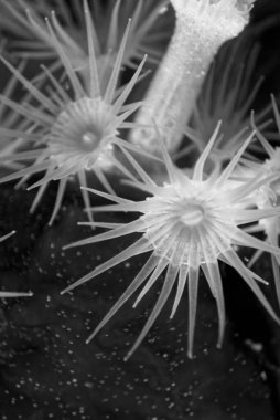 Italy, Mediterranean Sea, U.W. photo, Ponza Island; yellow soft corals (FILM SCAN)