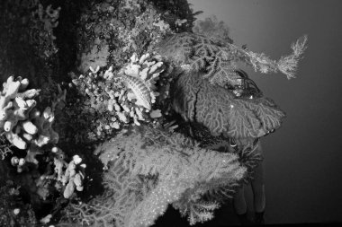 Italy, Mediterranean Sea, U.W. photo, Ponza Island; red Gorgonians on a rocky wall and a scuba diver (FILM SCAN)