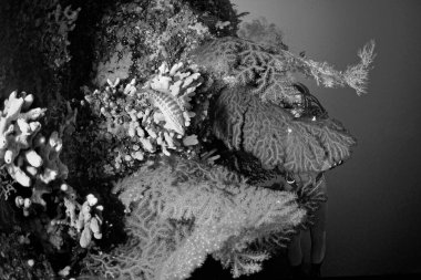 Italy, Mediterranean Sea, U.W. photo, Ponza Island; red Gorgonians on a rocky wall and a scuba diver (FILM SCAN)