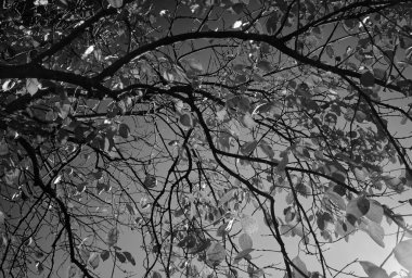 Italy, Sicily, countryside, dry leaves on a tree in Autumn (FILM SCAN)