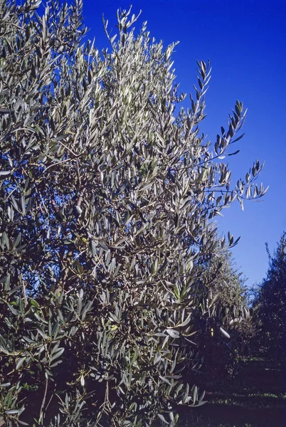 Italy, Sicily, olive tree in the countryside (FILM SCAN)