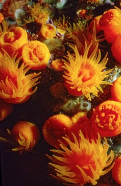 Italy, Mediterranean Sea, U.W. photo, Ponza Island; yellow soft corals on a rocky wall (FILM SCAN)