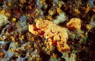 Italy, Mediterranean Sea, U.W. photo, Ponza Island; orange sponges on a rocky wall FILM SCAN)