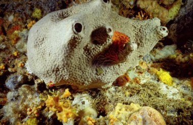 Italy, Mediterranean Sea, U.W. photo, Ponza Island; Mediterranean sponge on a rocky wall (FILM SCAN)