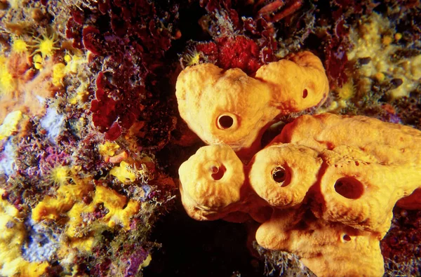 Italy Mediterranean Sea Photo Ponza Island Yellow Sponges Rocky Wall — стоковое фото