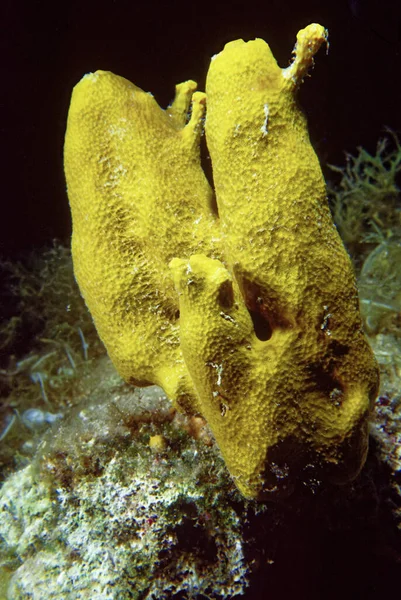 Italy Mediterranean Sea Photo Ponza Island Yellow Sponge Rocky Wall — Zdjęcie stockowe
