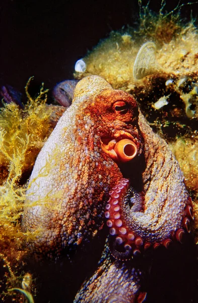 Italy Mediterranean Sea Ponza Island Photo View Octopus Film Scan — ストック写真