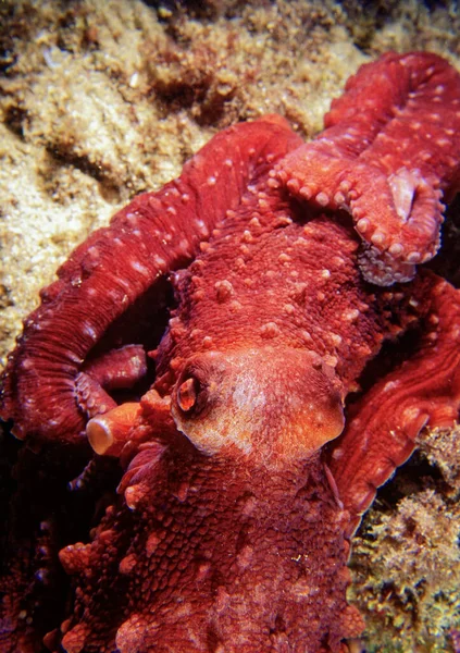 Italy Mediterranean Sea Ponza Island Photo View Octopus Film Scan — Stok fotoğraf