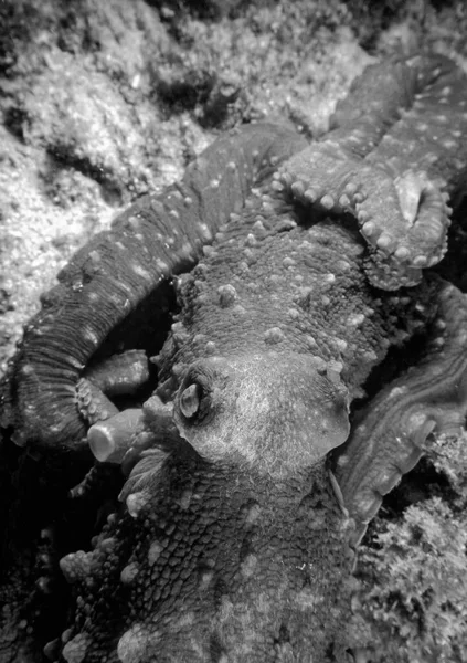 意大利 地中海 Ponza Island 章鱼的照片 电影Scan — 图库照片