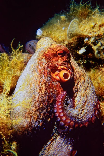 Italy Mediterranean Sea Ponza Island Photo View Octopus Film Scan — ストック写真