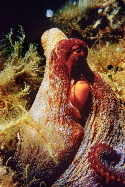 Italy Mediterranean Sea Ponza Island Photo View Octopus Film Scan — Stock Photo, Image