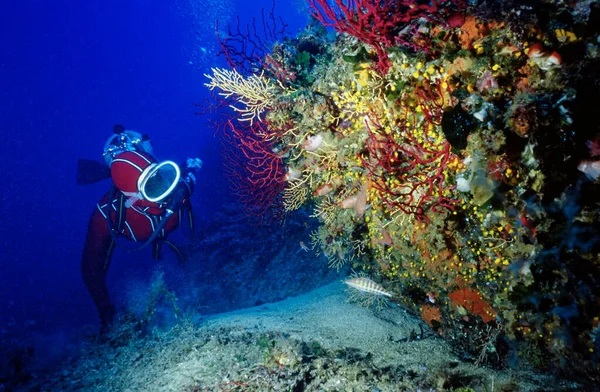 Włochy Morze Śródziemne Fotografia Wyspa Pantelleria Czerwone Gorgonie Skalistej Ścianie — Zdjęcie stockowe