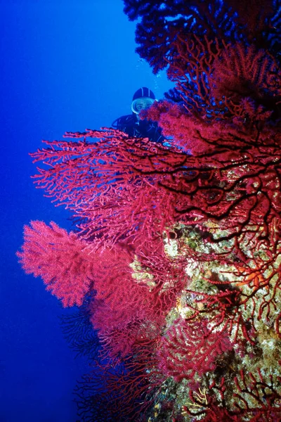 Itália Mar Mediterrâneo Foto Ilha Pantelleria Gorgonianos Vermelhos Uma Parede — Fotografia de Stock