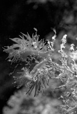 İtalya, Akdeniz, U.W. Fotoğraf; Deniz Çıplakları Görünümü (FILM SCAN)