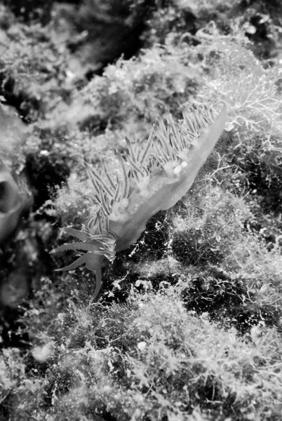 Italy Mediterranean Sea Photo View Marine Nudibranch Film Scan — Stock Photo, Image