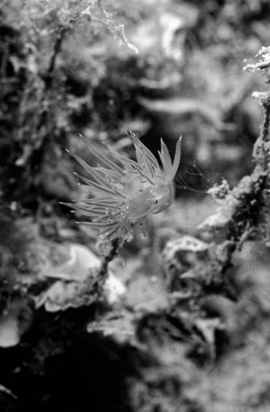 ตาล ทะเลเมด เตอร เรเน มมองของนาว กโยธ Nudibranch Film Scan — ภาพถ่ายสต็อก