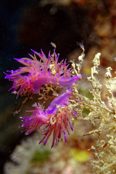 イタリア 地中海 海洋Nudibranchsの眺め Film Scan — ストック写真