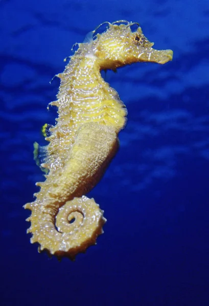 意大利 地中海 海马的照片 电影Scan — 图库照片