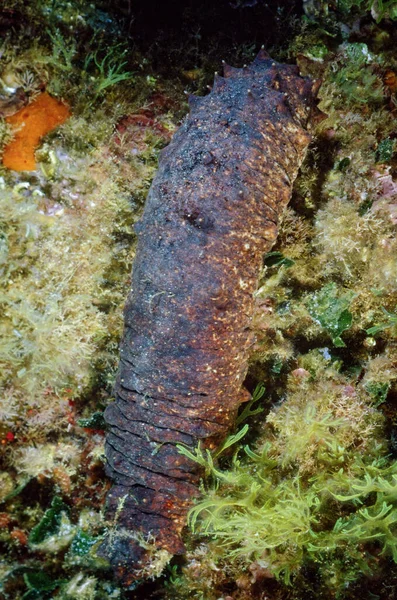 stock image ITALY, Mediterranean Sea, U.W. photo; view of a Sea Cucumber (FILM SCAN)