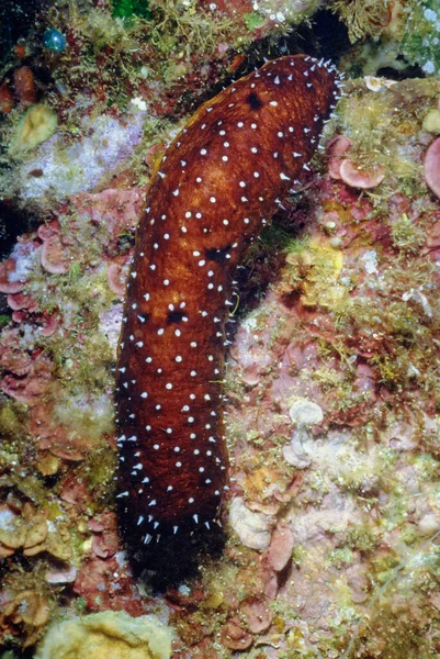 Italy Mediterranean Sea Photo View Spotted Sea Cucumber Film Scan — Stock Photo, Image