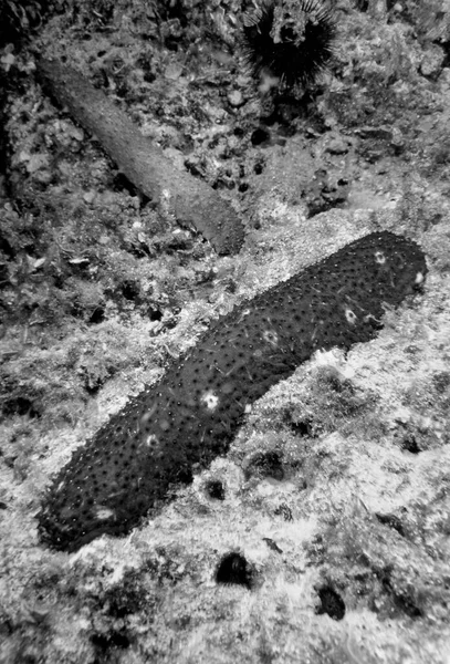 ITALY, Mediterranean Sea, U.W. photo; view of Sea Cucumbers (FILM SCAN)