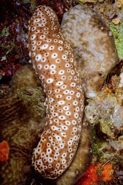 Talya Akdeniz Fotoğraf Deniz Hıyarı Görüntüsü Film Scan — Stok fotoğraf