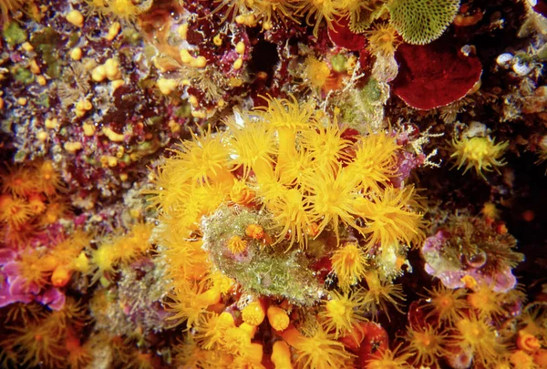 イタリア 地中海 岩壁の上の写真 黄色の柔らかいサンゴ Film Scan — ストック写真