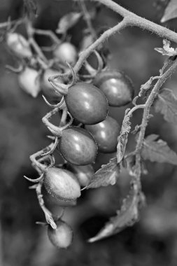İtalya, kırsal, İtalyan küçük domates (datterini)