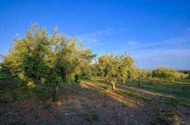 İtalya, Sicilya, kırsal, zeytin ağaçları