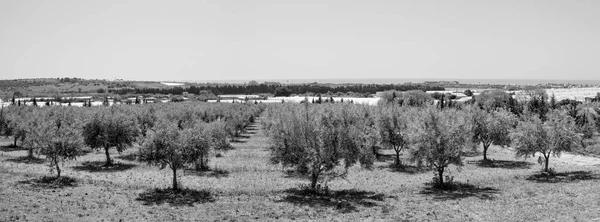 意大利西西里乡村橄榄树 — 图库照片
