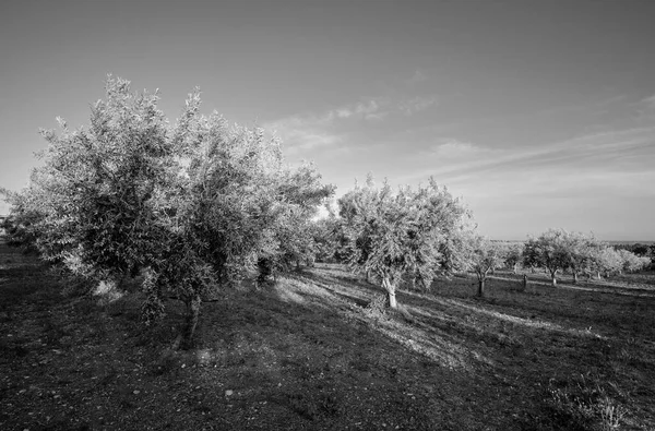 Itálie Sicílie Venkov Olivovníky — Stock fotografie