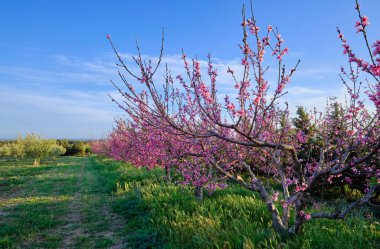 İtalya, Sicilya, kırsal, şeftali ağaçları çiçek açıyor.