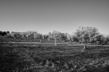 İtalya, Sicilya, kırsal, zeytin ağaçları
