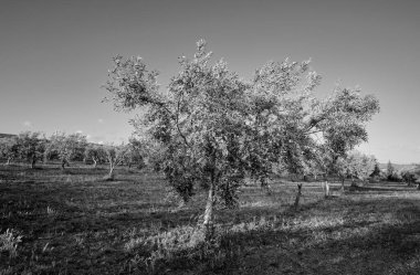 İtalya, Sicilya, kırsal, zeytin ağaçları