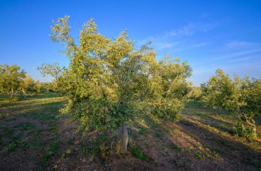 İtalya, Sicilya, kırsal, zeytin ağaçları