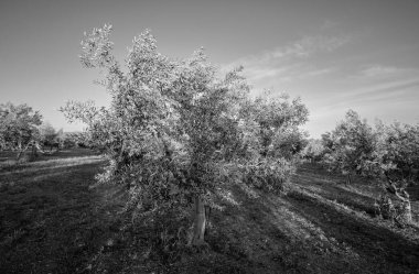 İtalya, Sicilya, kırsal, zeytin ağaçları