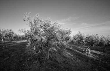 İtalya, Sicilya, kırsal, zeytin ağaçları