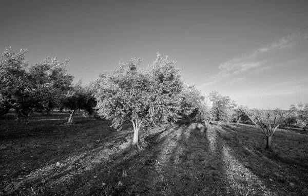 Włochy Sycylia Wieś Drzewa Oliwne — Zdjęcie stockowe