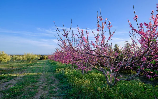 İtalya, Sicilya, kırsal, şeftali ağaçları çiçek açıyor.