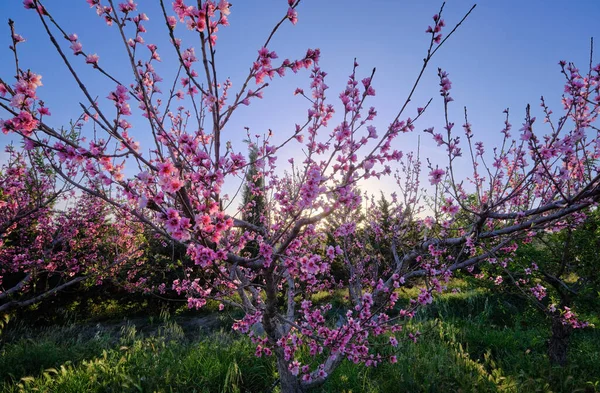 stock image Italy, Sicily, countryside, peach trees blossoms