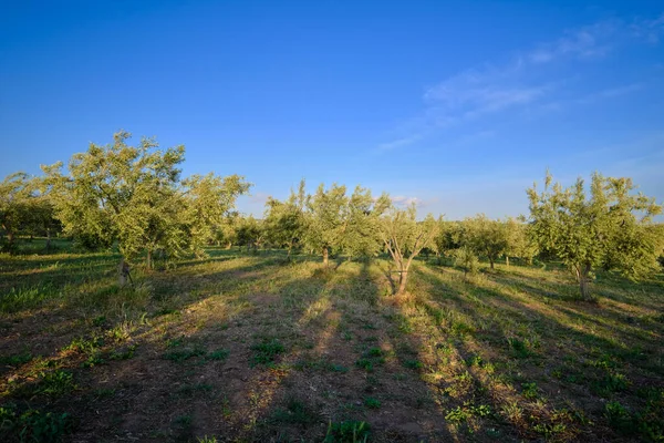 Italy Sicily Countryside Olive Trees — Stock Photo, Image