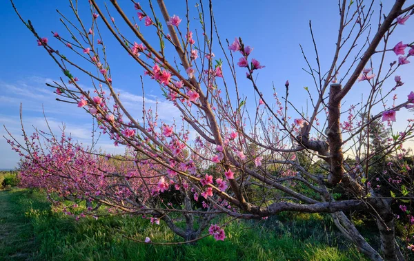 stock image Italy, Sicily, countryside, peach trees blossoms