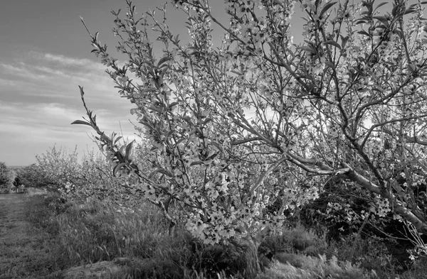 Talya Sicilya Kırsal Şeftali Ağaçları Çiçek Açıyor — Stok fotoğraf